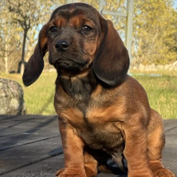 Karlsberg Bracke Kennel