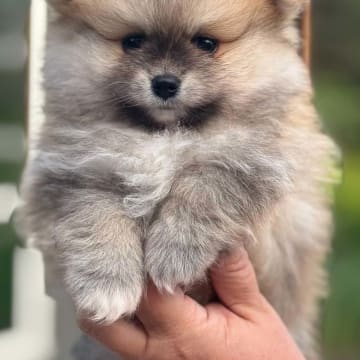 PomchiPaws