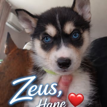 Apollo