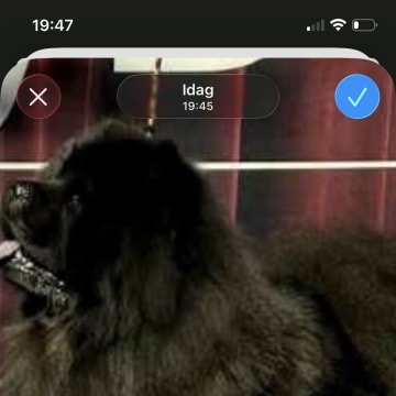 Shinga's
