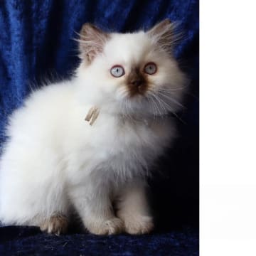 SE*Pawpoint's