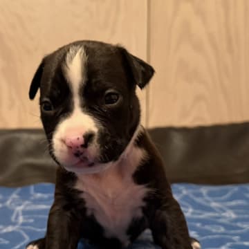 Patrick Nielsen Amstaff