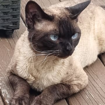 No*Onyx Blue Diamond