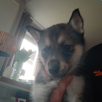 Apollo