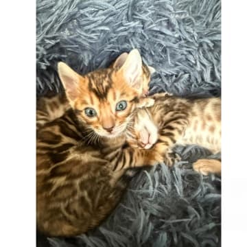 SE*ExoticJungleCats