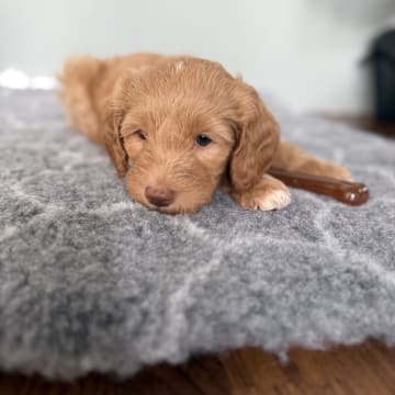 101 Labradoodles