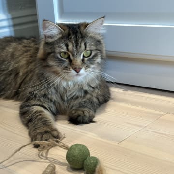 Petit Pavot