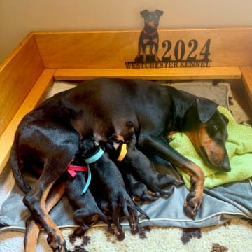 WestChester Kennel