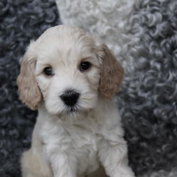 Backamos Labradoodle