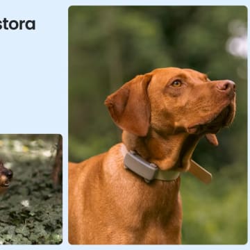 Tractive GPS til hund – Smart og pålidelig sporing