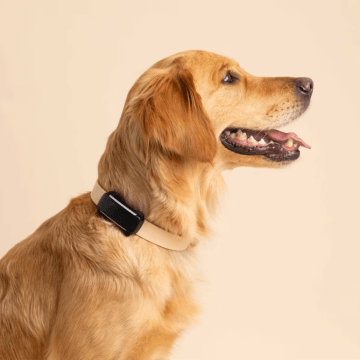 Tractive GPS til hund – Smart og pålidelig sporing