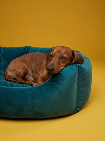 Sleeping place