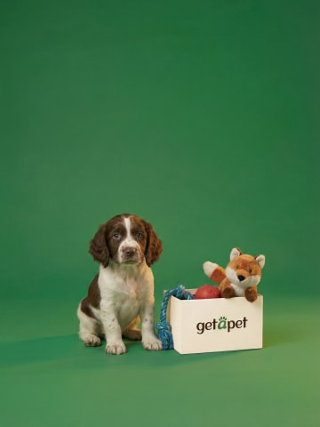 Puppy