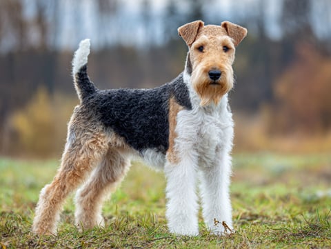 Wire Fox Terrier