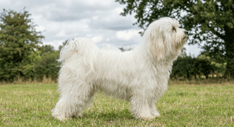 Havanese