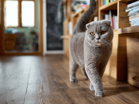 Scottish Fold
