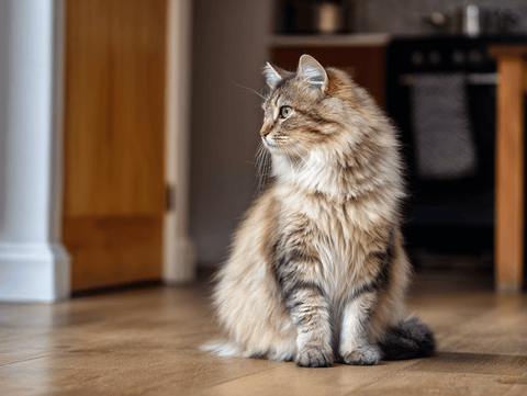 Manx