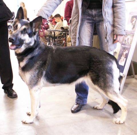 East European Shepherd