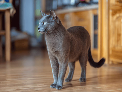 Korat