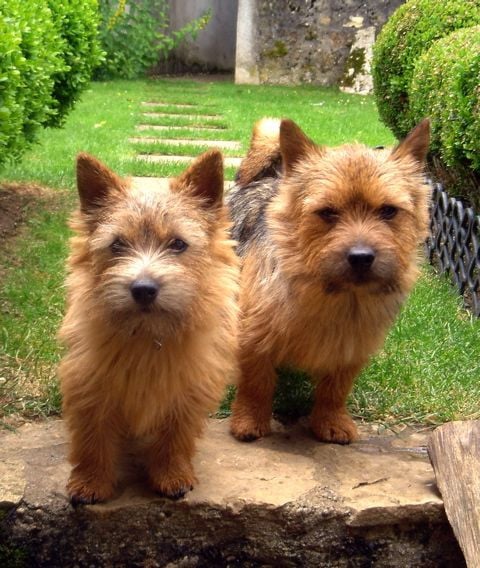 Norwichterrier