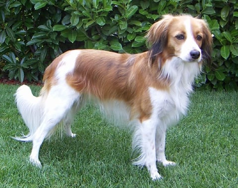 Nederlandsk kooikerhond