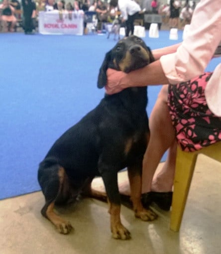 Montenegrin Mountain Hound
