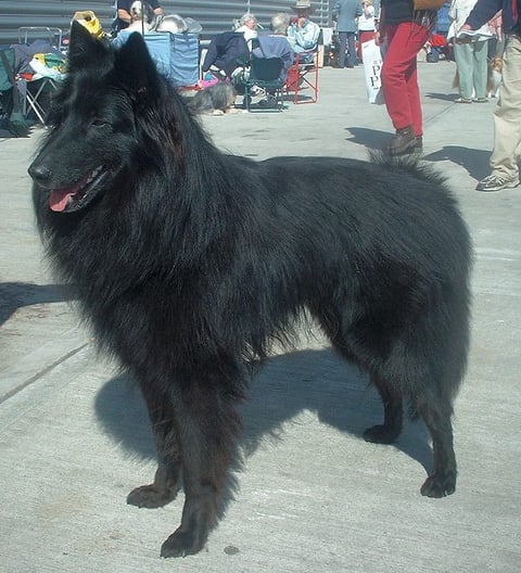 Belgian Shepherd Groenendael