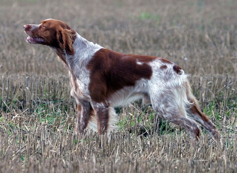 Brittany (Breton)