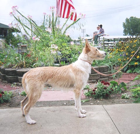Portuguese Podengo