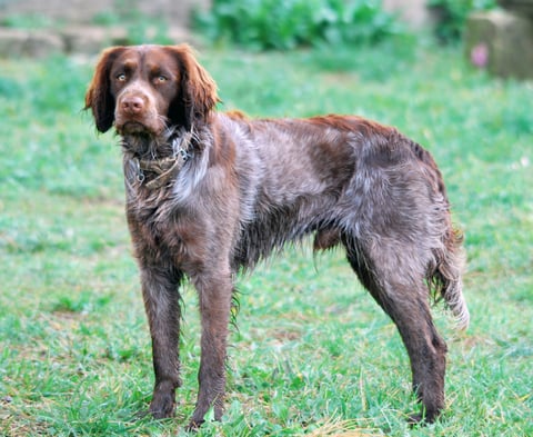 Saint Usuge Spaniel