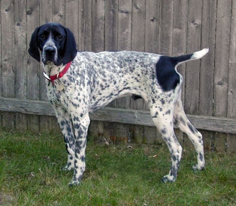 Auvergne Pointer (Braque d'Auvergne)