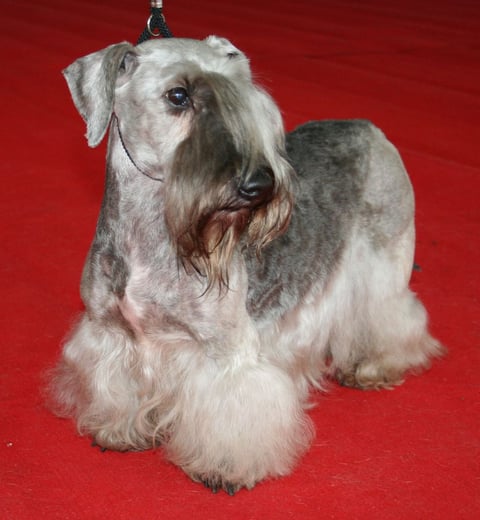 Tjekkisk terrier