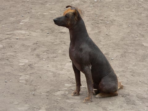 Peruviansk hårløs hund