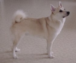 Norwegian Buhund