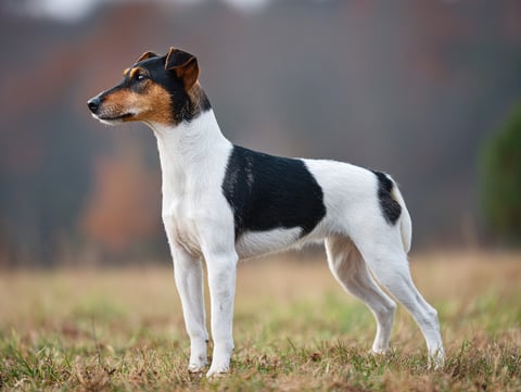 Smooth Fox Terrier