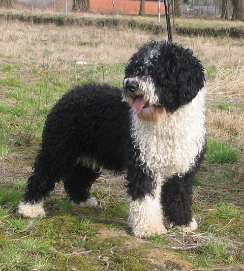 Spanish Water Dog (Perro de Agua Espanol)