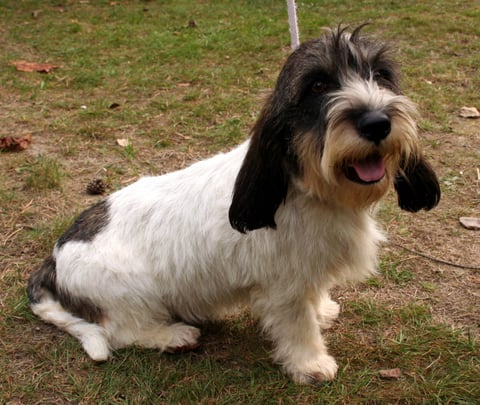 Mossdalens Kennel