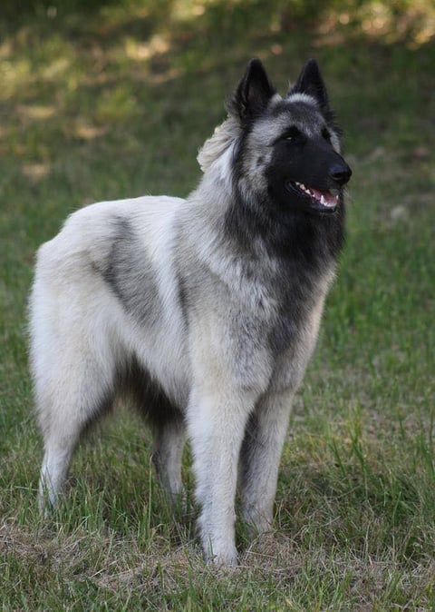Belgian Shepherd Tervuren