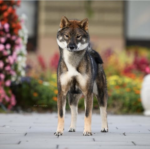 Shikoku
