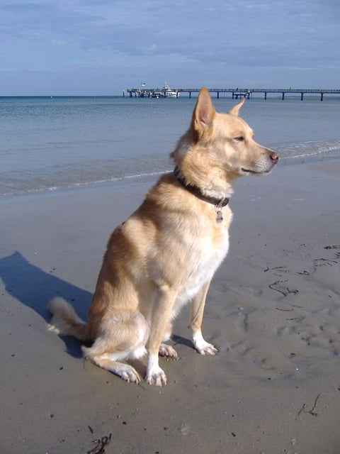 Portuguese Podengo Medio