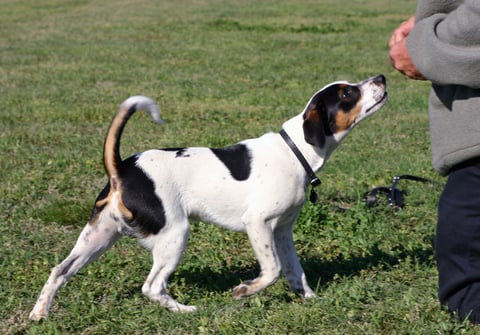 Dansk-svensk gårdhund