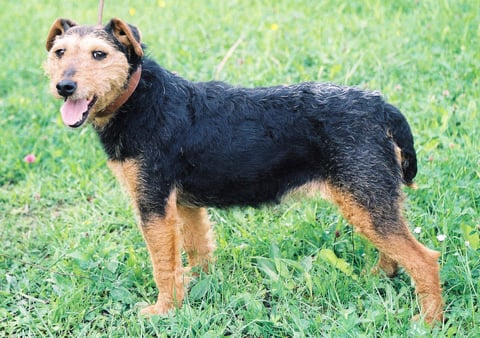 Tysk jaktterrier
