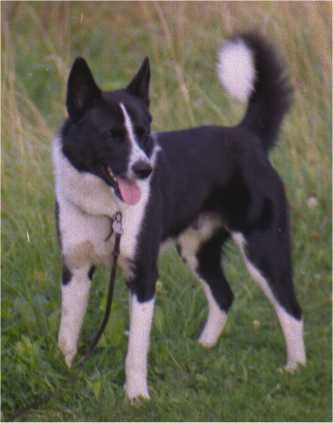 Karelsk björnhund