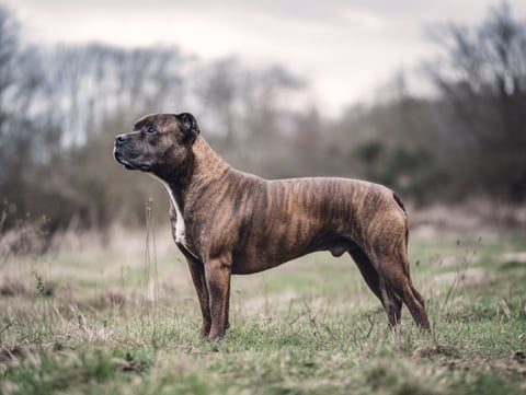 Staffordshire bull terrier
