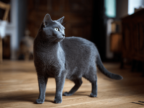 Russian Blue