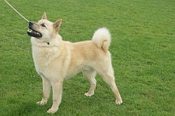 Hälleforshund