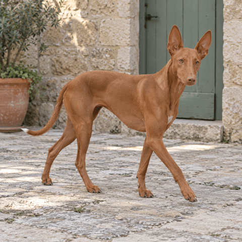 Pharaoh Hound