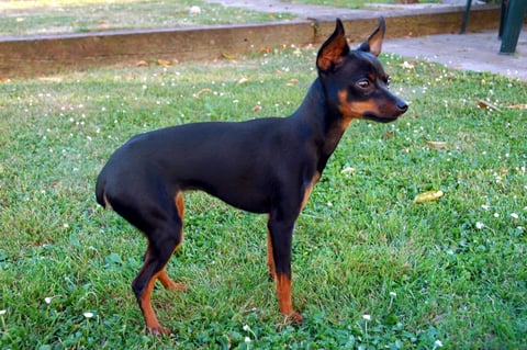 Prague Ratter