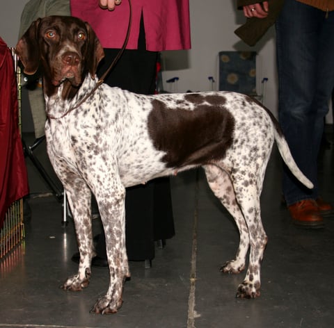 Old Danish Pointing Dog