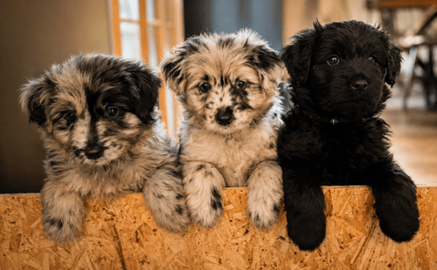 Kennel Dirgis